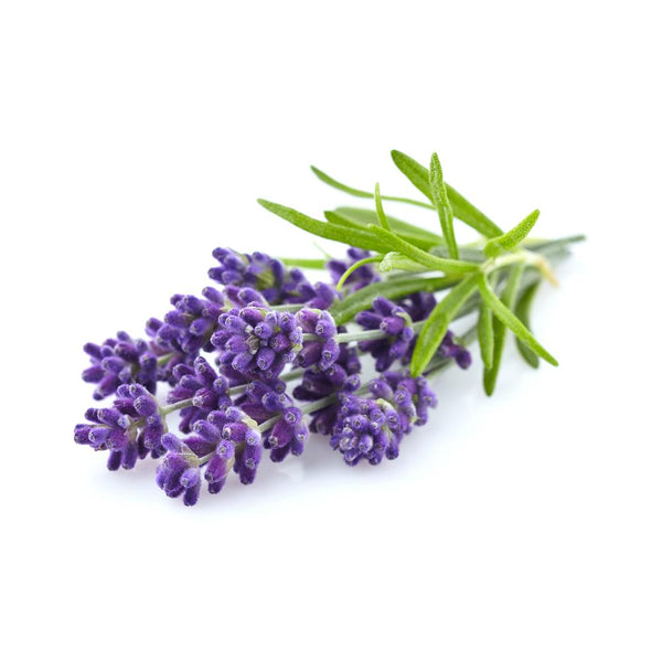 Lavender flower