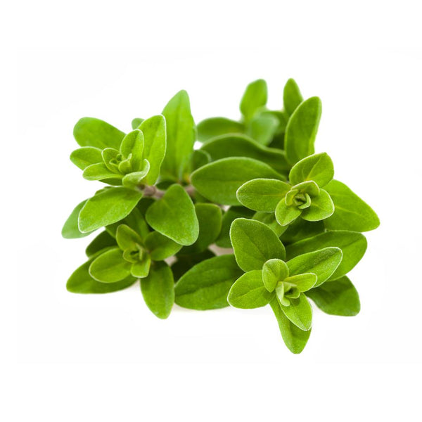 Marjoram herb sprigs